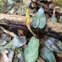 Cryptocoryne walkeri Schott